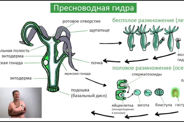 Кракен актуальная ссылка тор